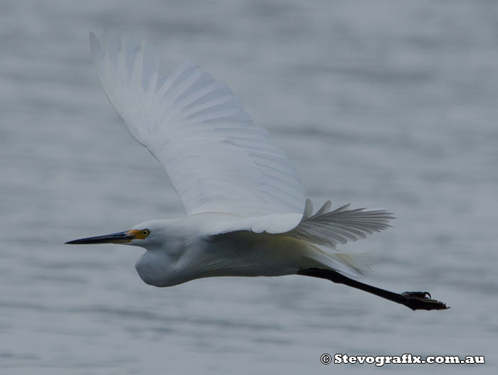 Little Egret