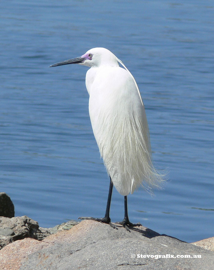 Little Egret